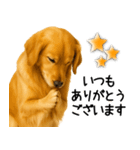 ゴールデンレトリバー☆毎日使う敬語（個別スタンプ：11）