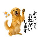 ゴールデンレトリバー☆毎日使う敬語（個別スタンプ：15）