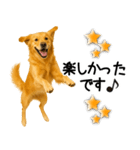 ゴールデンレトリバー☆毎日使う敬語（個別スタンプ：17）