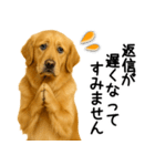 ゴールデンレトリバー☆毎日使う敬語（個別スタンプ：19）