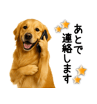 ゴールデンレトリバー☆毎日使う敬語（個別スタンプ：20）