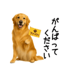 ゴールデンレトリバー☆毎日使う敬語（個別スタンプ：22）