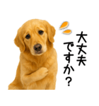 ゴールデンレトリバー☆毎日使う敬語（個別スタンプ：23）
