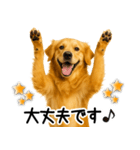 ゴールデンレトリバー☆毎日使う敬語（個別スタンプ：24）