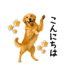 ゴールデンレトリバー☆毎日使う敬語（個別スタンプ：25）
