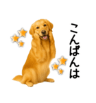 ゴールデンレトリバー☆毎日使う敬語（個別スタンプ：26）