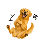 ゴールデンレトリバー☆毎日使う敬語（個別スタンプ：27）