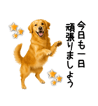 ゴールデンレトリバー☆毎日使う敬語（個別スタンプ：30）