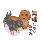ダックス大好き！仲良しラブラブつめあわせ（個別スタンプ：15）