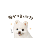 スフレちゃん.ねねちゃん♡スタンダード（個別スタンプ：2）