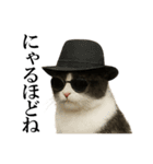 サングラス猫♥ Ver.文字あり（個別スタンプ：1）