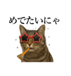 サングラス猫♥ Ver.文字あり（個別スタンプ：3）