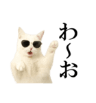 サングラス猫♥ Ver.文字あり（個別スタンプ：4）