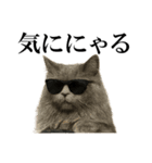 サングラス猫♥ Ver.文字あり（個別スタンプ：6）
