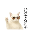 サングラス猫♥ Ver.文字あり（個別スタンプ：7）