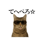 サングラス猫♥ Ver.文字あり（個別スタンプ：8）