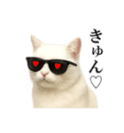 サングラス猫♥ Ver.文字あり（個別スタンプ：10）