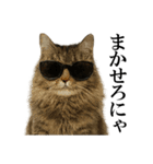 サングラス猫♥ Ver.文字あり（個別スタンプ：11）