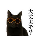 サングラス猫♥ Ver.文字あり（個別スタンプ：14）