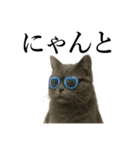 サングラス猫♥ Ver.文字あり（個別スタンプ：15）