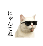 サングラス猫♥ Ver.文字あり（個別スタンプ：16）