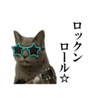 サングラス猫♥ Ver.文字あり（個別スタンプ：20）