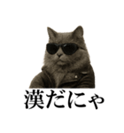 サングラス猫♥ Ver.文字あり（個別スタンプ：21）