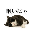 サングラス猫♥ Ver.文字あり（個別スタンプ：22）