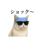 サングラス猫♥ Ver.文字あり（個別スタンプ：24）