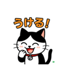 今日もハチワレ（個別スタンプ：1）