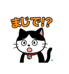 今日もハチワレ（個別スタンプ：4）