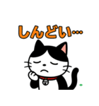 今日もハチワレ（個別スタンプ：13）
