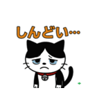 今日もハチワレ（個別スタンプ：30）