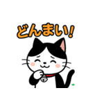 今日もハチワレ（個別スタンプ：37）