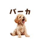 毒舌トイプードルの日常会話（個別スタンプ：10）