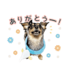 「ビビとの日常」（個別スタンプ：4）