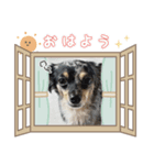 「ビビとの日常」（個別スタンプ：6）