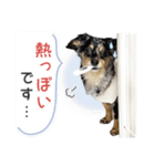 「ビビとの日常」（個別スタンプ：7）