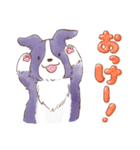 いつでもボーダーコリー2（個別スタンプ：9）