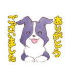 いつでもボーダーコリー2（個別スタンプ：12）