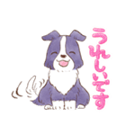 いつでもボーダーコリー2（個別スタンプ：13）