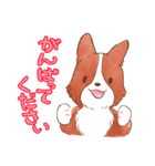 いつでもボーダーコリー2（個別スタンプ：36）