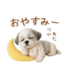 ネガティブな癒しシーズー（個別スタンプ：2）