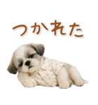 ネガティブな癒しシーズー（個別スタンプ：5）