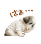 ネガティブな癒しシーズー（個別スタンプ：6）