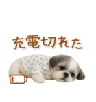 ネガティブな癒しシーズー（個別スタンプ：8）