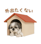 ネガティブな癒しシーズー（個別スタンプ：11）