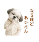 ネガティブな癒しシーズー（個別スタンプ：19）