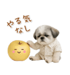 ネガティブな癒しシーズー（個別スタンプ：21）