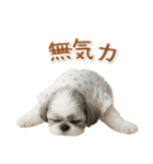 ネガティブな癒しシーズー（個別スタンプ：23）